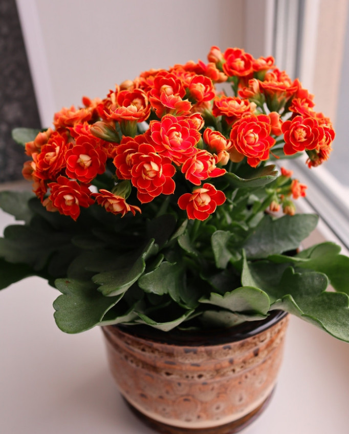 Kalanchoe