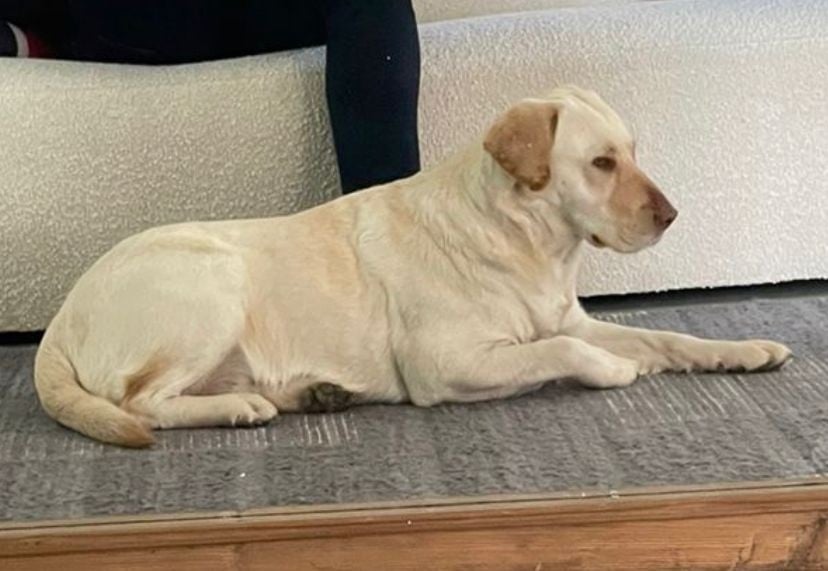 Labrador Lucy február 24-én halt meg, amikor egy rabló és gazdája közé került a Delta Parkban. 