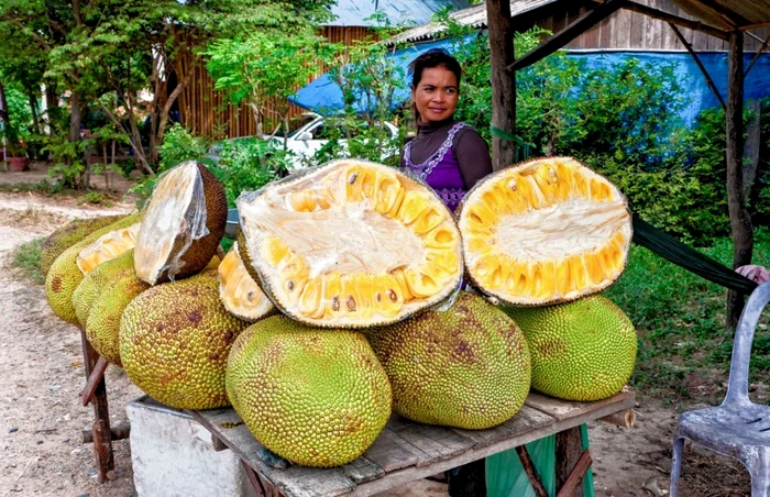 Jackfruit, a legnagyobb fán növő gyümölcs, FOTÓ-archívum