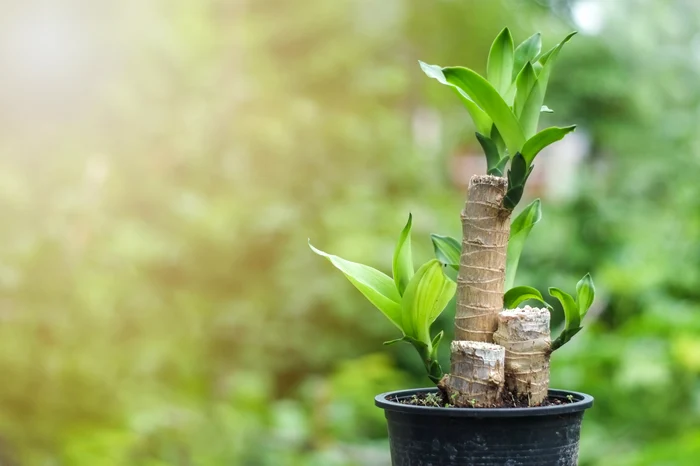 Dracaena fragans Photo Shuttersotck