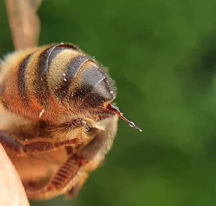 Gyógyszerként használt méreg FOTÓ Florina Margea 