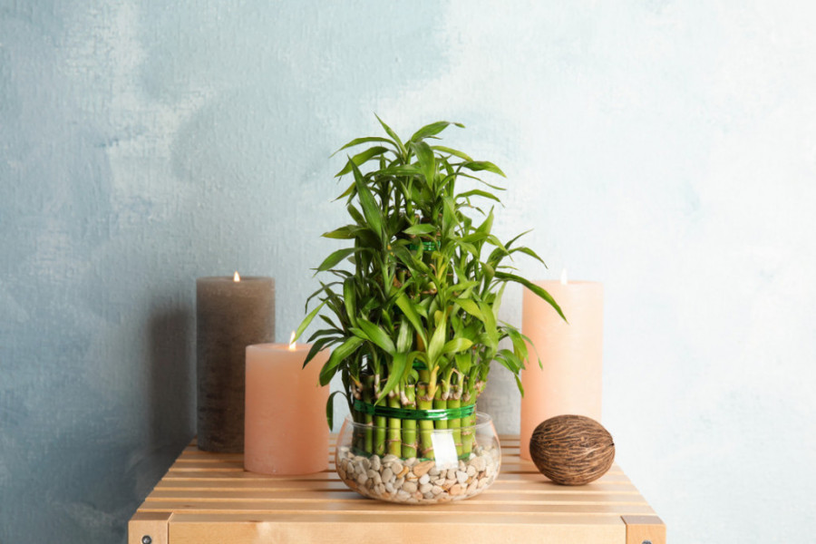 dracaena sanderiana